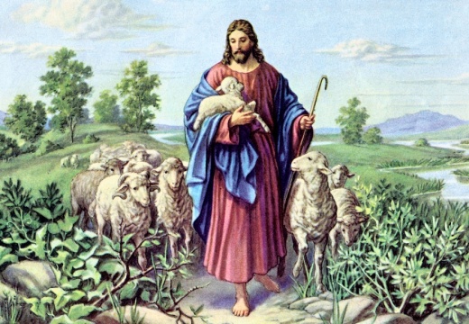 SHEPHERD-by-STEMLER